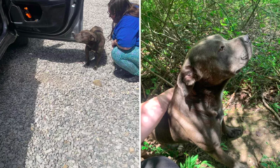 abandoned dog leads rescuers to pit bull's body