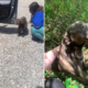 abandoned dog leads rescuers to pit bull's body