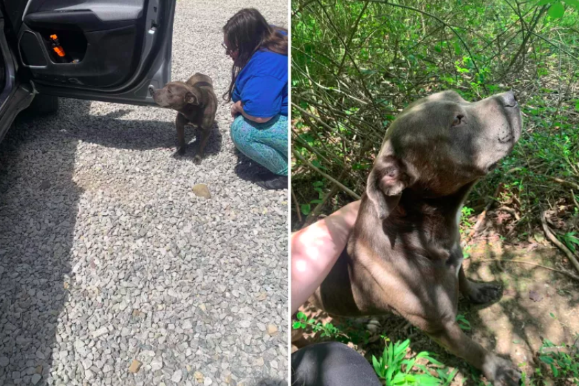 abandoned dog leads rescuers to pit bull's body