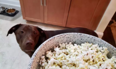 labrador's priceless reaction to 'popcorn'