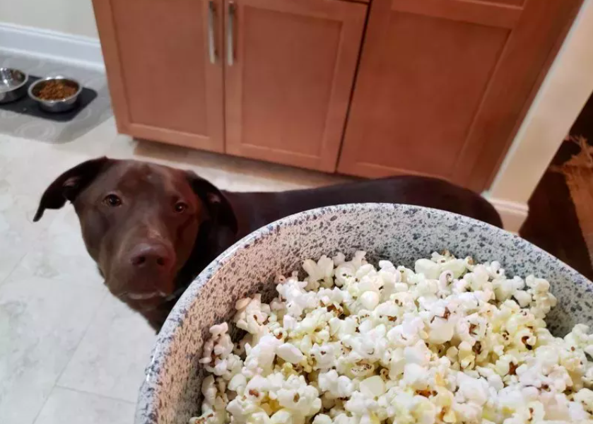 Labrador's Priceless Reaction to 'Popcorn'