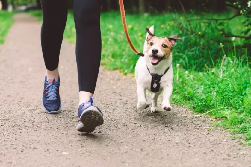 pet owners urged to follow '7-second rule'