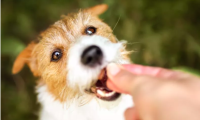dog treat recall prompts urgent warning to pet owners