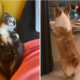 couple with two dogs adopts a cat