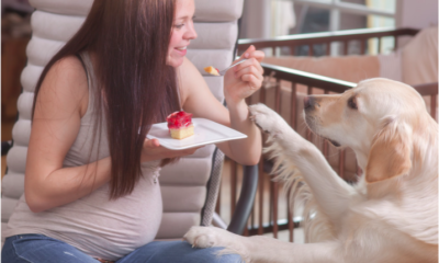 Feeding Your Pregnant Dog