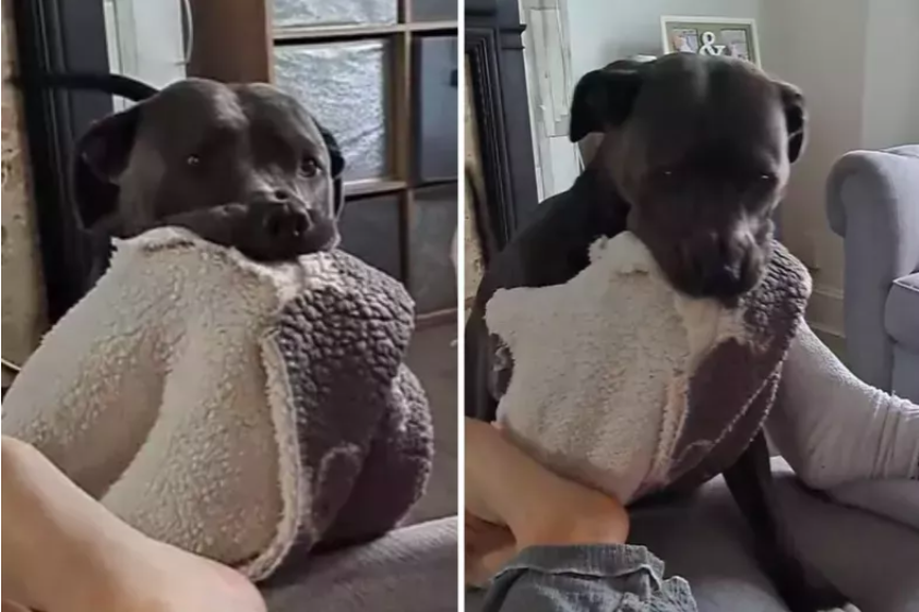 dog's adorable nighttime routine