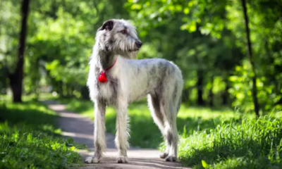 Dog's Touching Act for Pregnant Owner