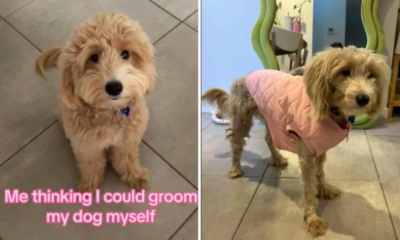 Dog's Haircut by Mom Turns Into 'Traumatic Experience'