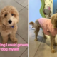 Dog's Haircut by Mom Turns Into 'Traumatic Experience'