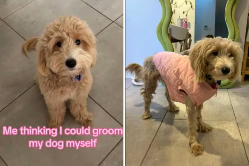 Dog's Haircut by Mom Turns Into 'Traumatic Experience'