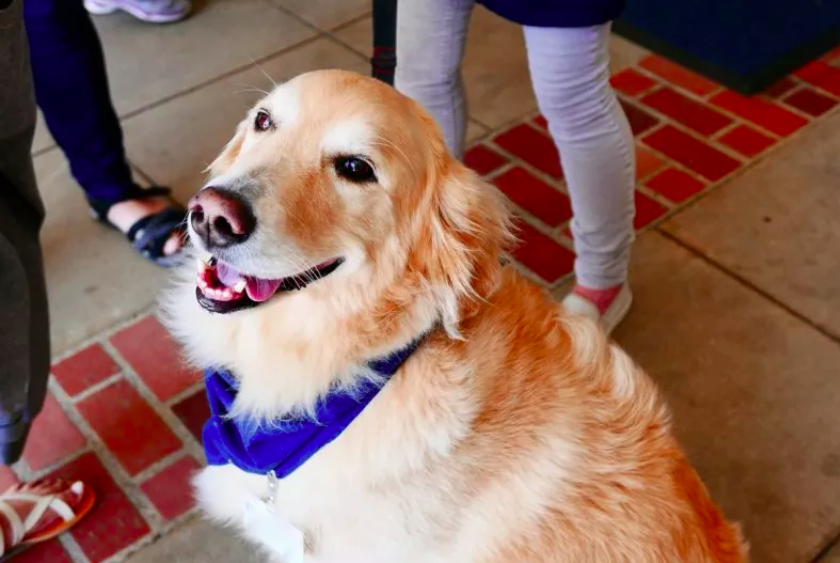 Golden Retriever Gets a Ceremony