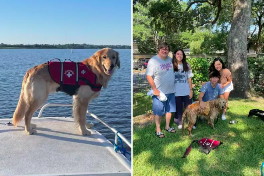 Dog Missing After Boat Accident Found Alive