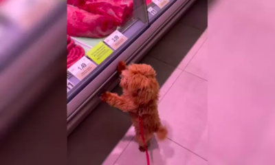 Dog Spoiled by Local Shop Staff