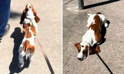 Dog Walks With Treats Involved vs. No Treats