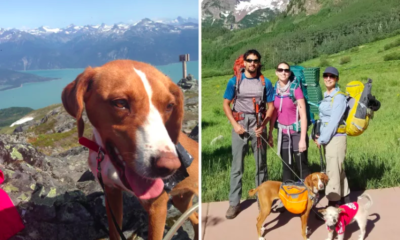 Couple Hiking in Europe Finds Starving Dog