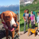 Couple Hiking in Europe Finds Starving Dog