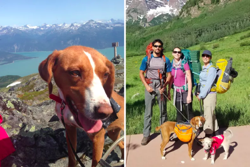 Couple Hiking in Europe Finds Starving Dog