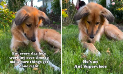 Rescue Dog Finds New Purpose in Forever Home