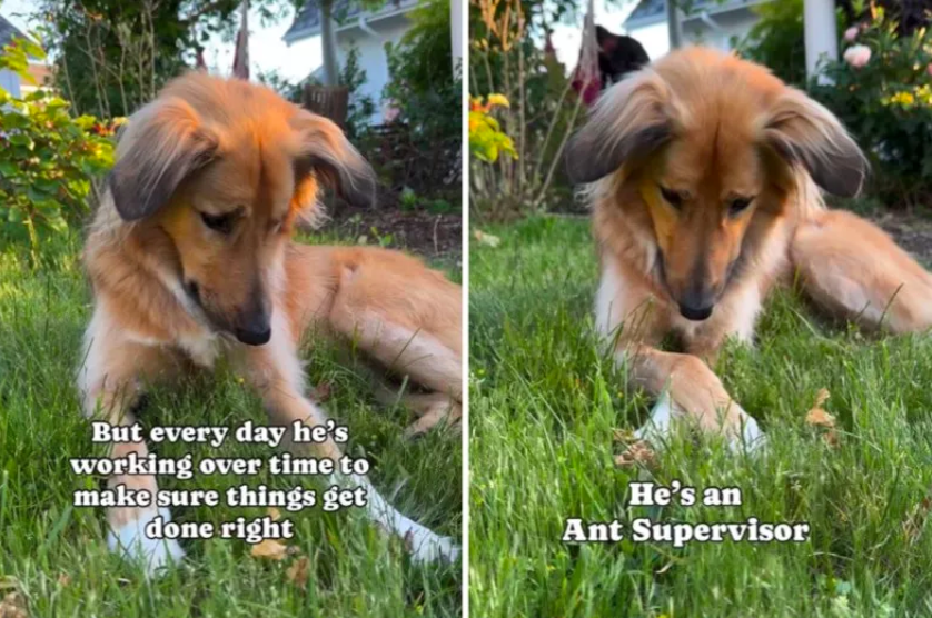 Rescue Dog Finds New Purpose in Forever Home