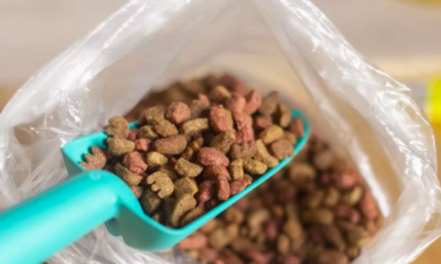 Dog and Cat Food Recall Sparks Nationwide Warning