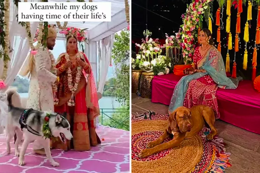 Couple Plans Entire Wedding Around Beloved Dogs