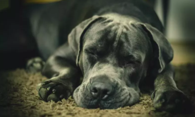 Cane Corso Climbing on Sleeping Owner