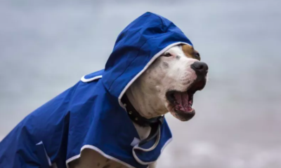 Rescue Dog Needs a Jacket on Rainy Days