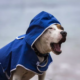 Rescue Dog Needs a Jacket on Rainy Days