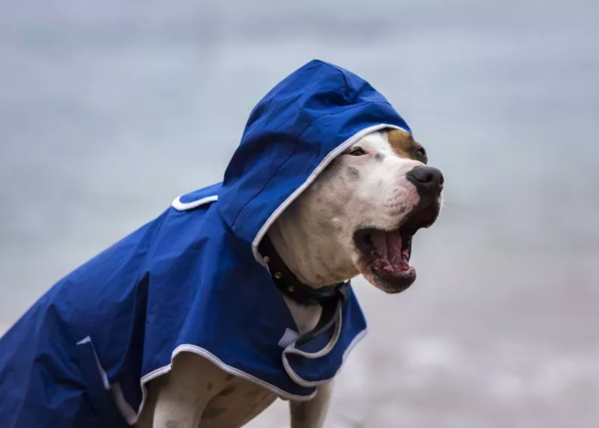 rescue dog needs a jacket on rainy days