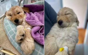 7-week-old puppy brought in to be euthanized