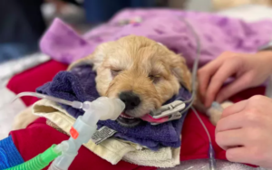 7-Week-Old Puppy Brought In To Be Euthanized