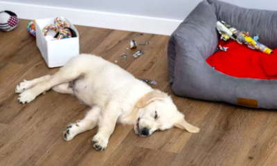 Dog Trying To Include Toy in Daily Routine