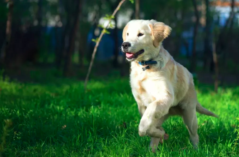 internet applauds puppy who wants to make friends