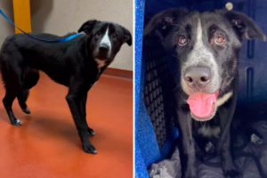 Woman Never Planned to Adopt Abandoned Dog 