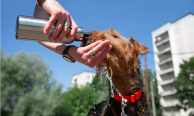 Overheated Dog Prompts Vet To Clarify Heatstroke