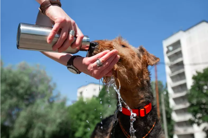 Overheated Dog Prompts Vet To Clarify Heatstroke