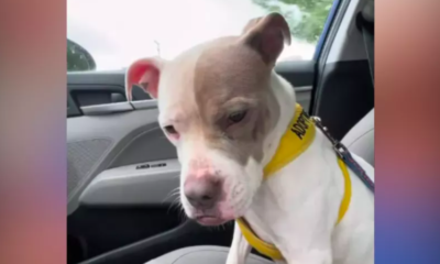 Moment Dog Realizes She's Returning to Shelter