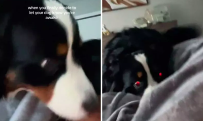 Woman Lets Bernese Mountain Dog Know She's Awake