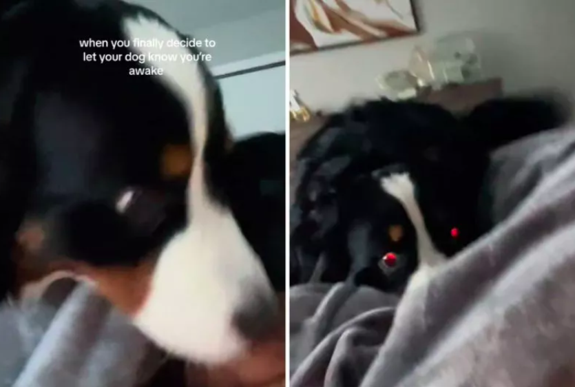 Woman Lets Bernese Mountain Dog Know She's Awake