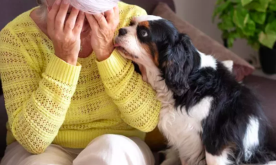 Dogs Have Upsetting Reaction to Human Crying