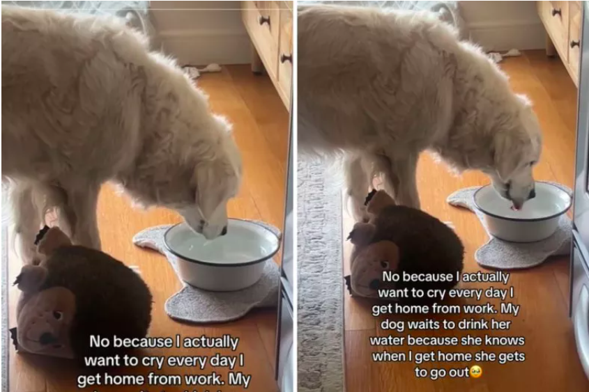 Dog Waits Until Her Return to Drink Water