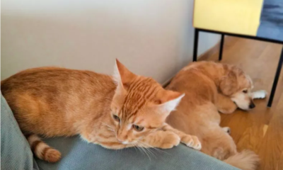 Golden Retriever Puppy Offers 'Peace Gift' to Cat