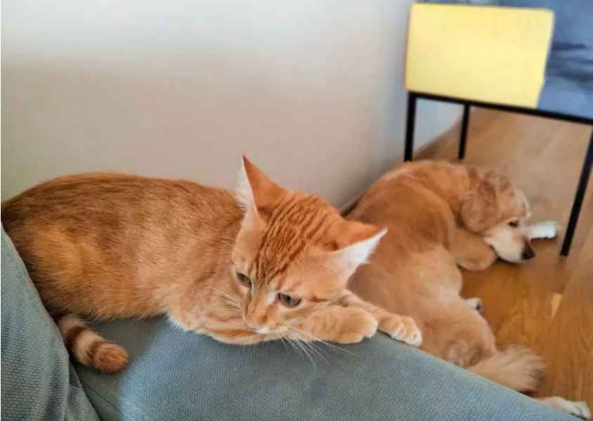 Golden Retriever Puppy Offers 'Peace Gift' to Cat