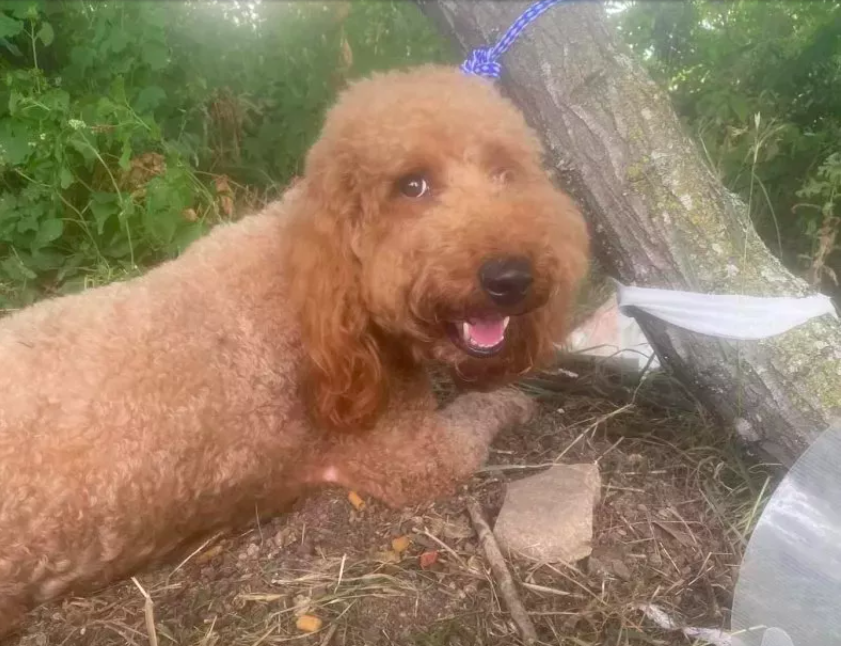 labradoodle found tied to tree