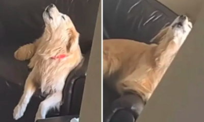 Dog's Adorable Response to Owner's Pretend Departure