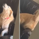 Dog's Adorable Response to Owner's Pretend Departure