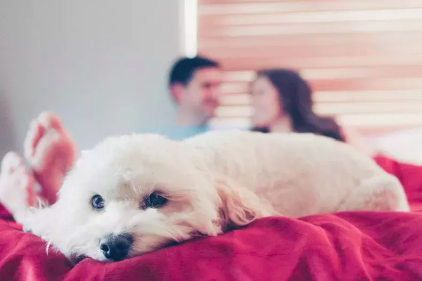 Dog's Reaction to Boyfriend Trying to Touch Owner