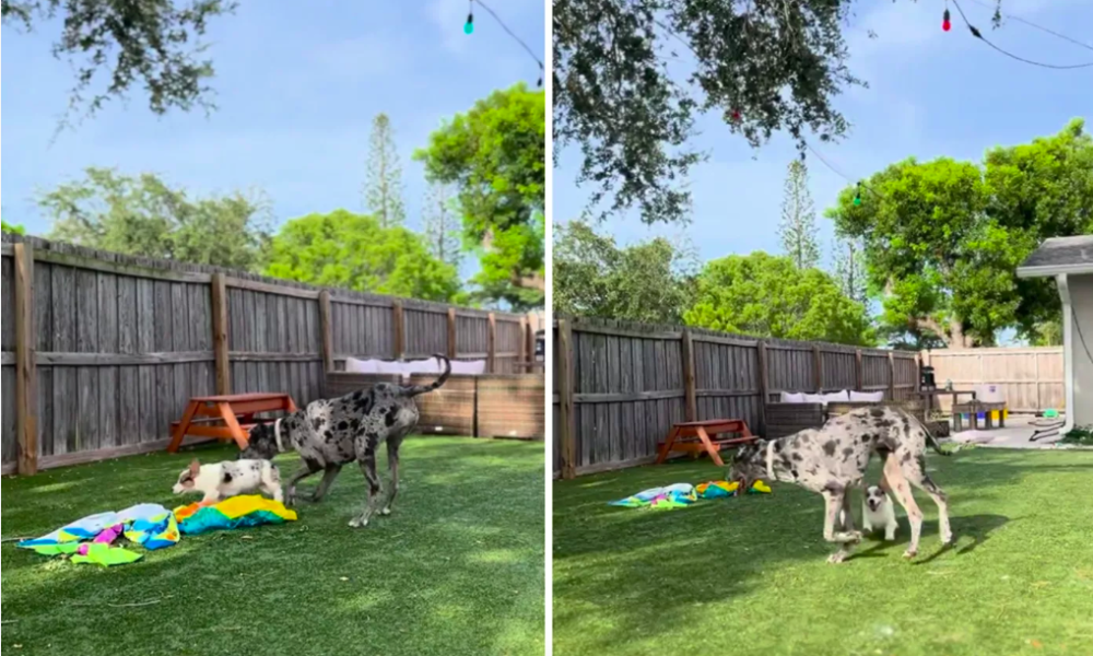 Great Dane Goes Viral for Making Playtime Easy