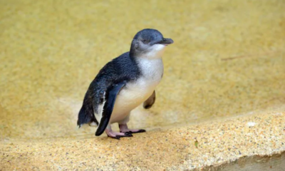 Dog Attack Results in Deaths of Protected Little Blue Penguins