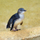 Dog Attack Results in Deaths of Protected Little Blue Penguins